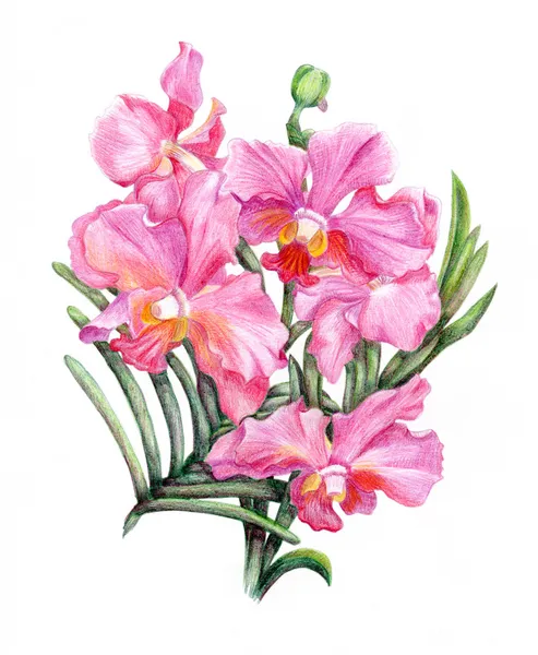 Рисованной орхидеи филиал Стоковое Изображение