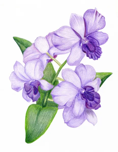 Рисованной орхидеи ветка сирени Стоковое Фото