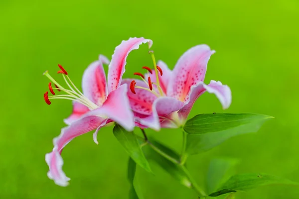 Лилии в саду Стоковое Фото