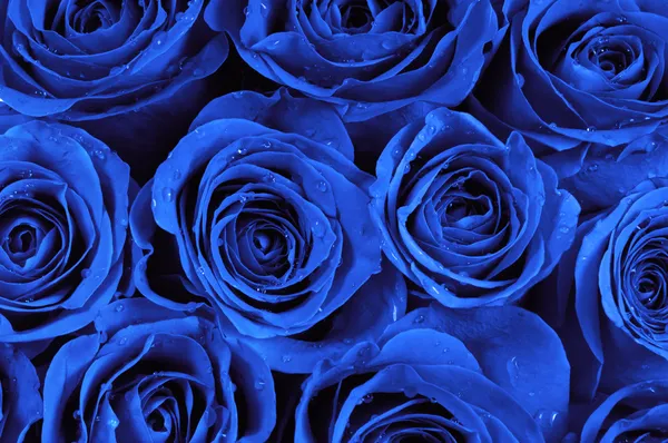 Синие розы Лицензионные Стоковые Фото
