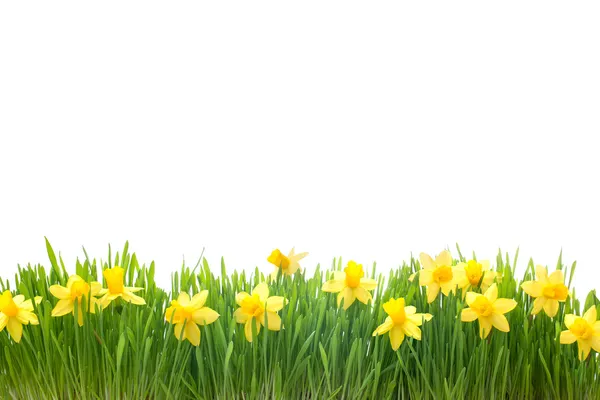Весенние Нарциссы цветы в зеленой траве — стоковое фото