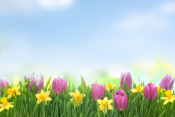 Весенние Нарциссы и Тюльпаны цветы в зеленой траве — стоковое фото