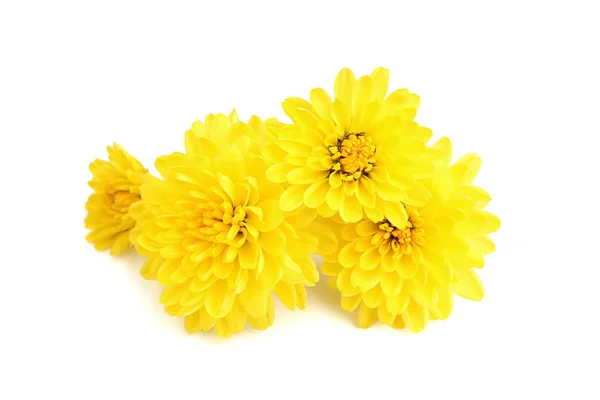 Желтые хризантемы Стоковое Фото