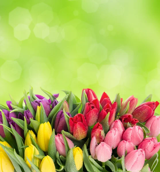 Многокрасочные тюльпаны по стертому зеленому фону Лицензионные Стоковые Фото
