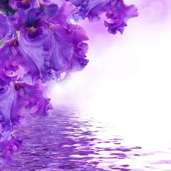 Фиолетовые ирисы против зеленой травы, Лето бабочка Стоковая Картинка