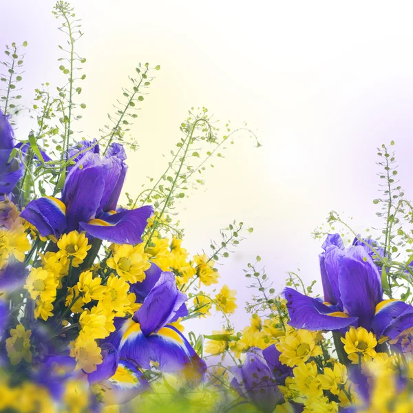 Синие ирисы с Желтые ромашки Стоковое Изображение