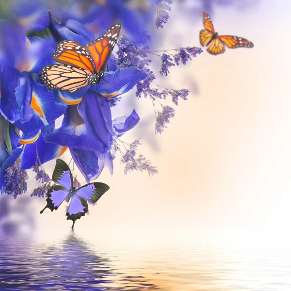 Синие ирисы с Желтые ромашки с бабочками Лицензионные Стоковые Изображения