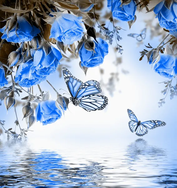 Розы и бабочки Стоковое Изображение