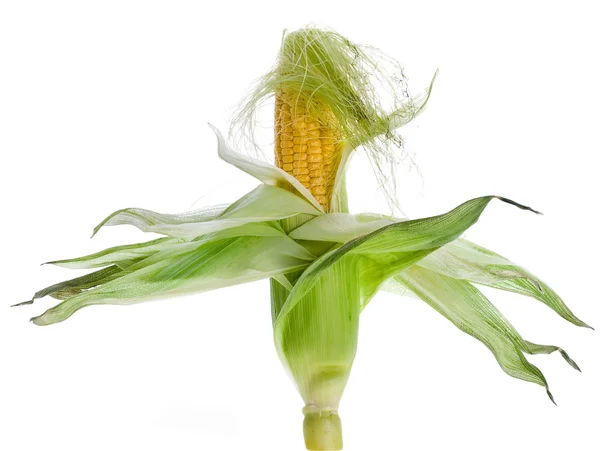 Ухо кукуруза на изолированных фоне — стоковое фото