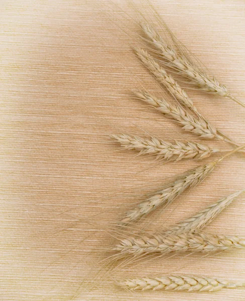 Колосья пшеницы на фоне — стоковое фото