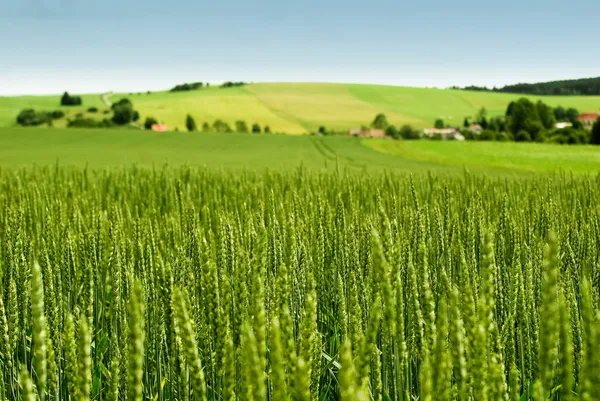 Область пшеницы — стоковое фото