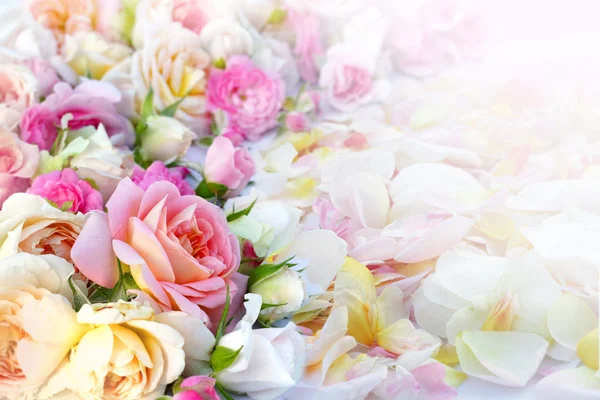 Цветочный фон роз — стоковое фото