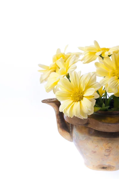 Желтые цветы в старый чайник — стоковое фото