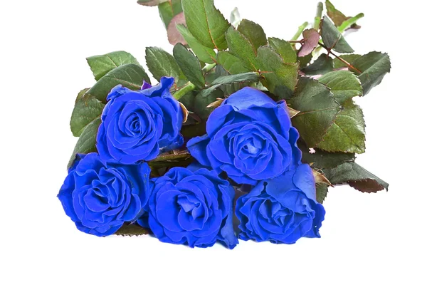 Букет из роз и синий Лицензионные Стоковые Изображения