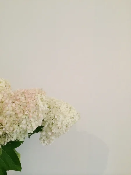 Букеты белых гортензий — стоковое фото