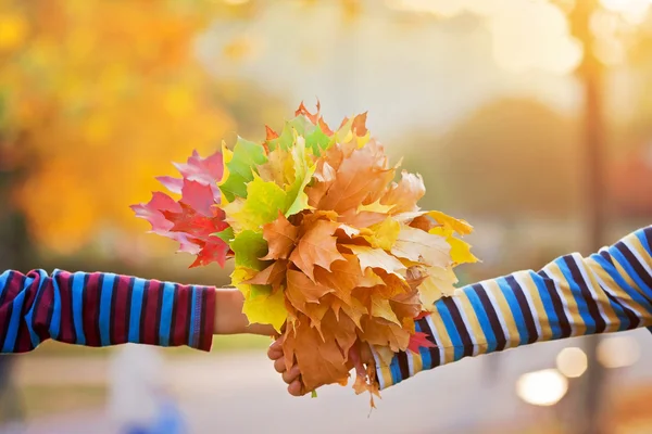 Букет Осенний красные и оранжевые кленовые листья в руке ребенка — стоковое фото