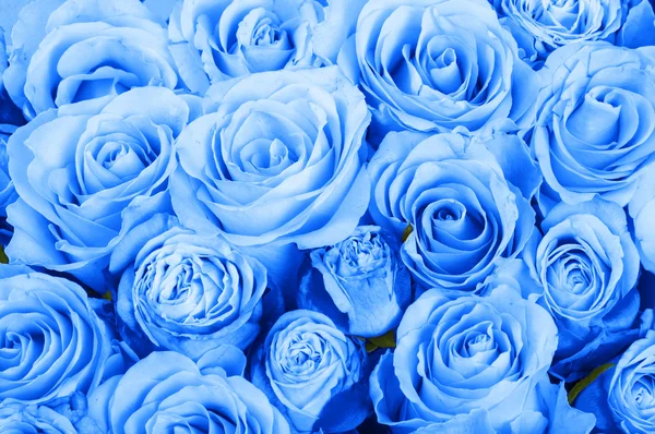 Голубые розы фон Стоковое Фото