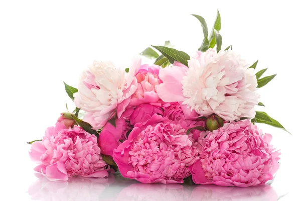 Красивые Розовые пионы — стоковое фото