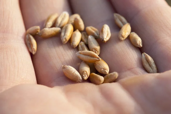 Пшеница в руке — стоковое фото