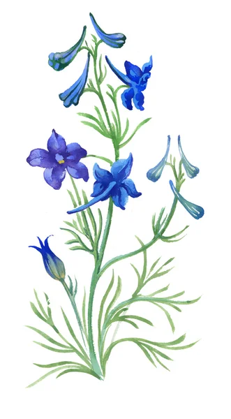 Голубой акварелью полевые цветы Стоковая Картинка