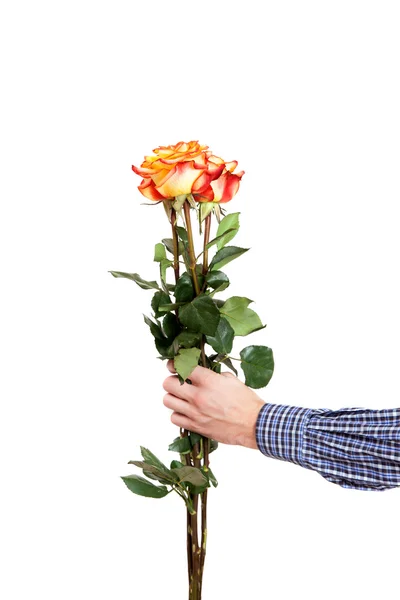 Рука человека с тремя розами — стоковое фото