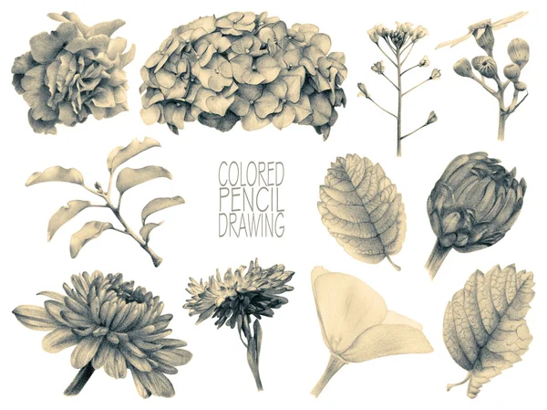 Набор различных Весенние цветы и растения Лицензионные Стоковые Фото