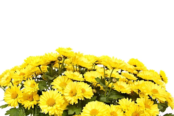 Желтые хризантемы Лицензионные Стоковые Изображения