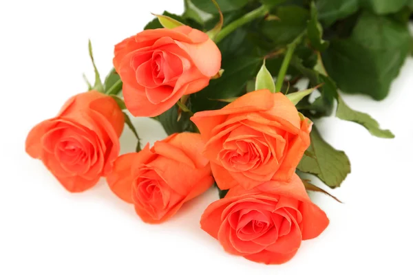 Красивые розы изолированные — стоковое фото