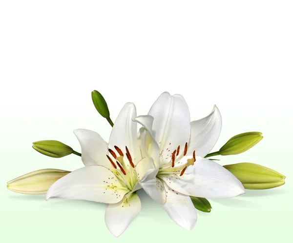 Пасхальные цветы лилии, также известные как лилии в ноябре Лицензионные Стоковые Фото