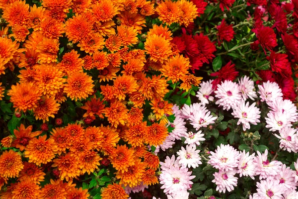 Оранжевые, красные и розовые хризантемы Стоковое Фото