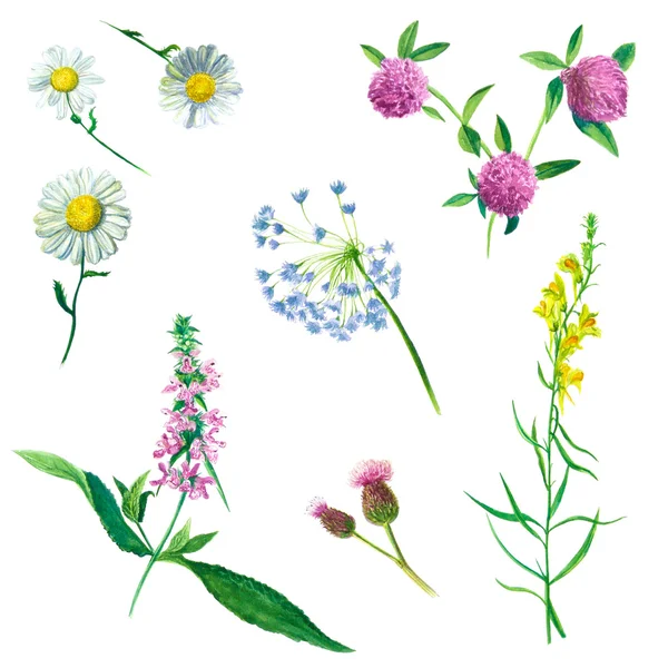 Акварельные иллюстрации полевые цветы Лицензионные Стоковые Фото