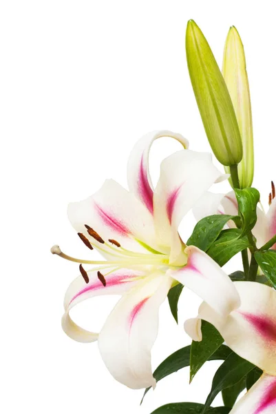 Прекрасный букет из белой лилии цветок — стоковое фото