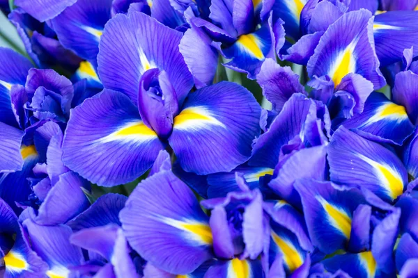 Голубой цветок ирисы Лицензионные Стоковые Фото