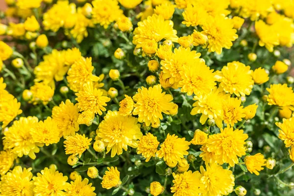 Цветы Желтые хризантемы. Природа фон Лицензионные Стоковые Изображения