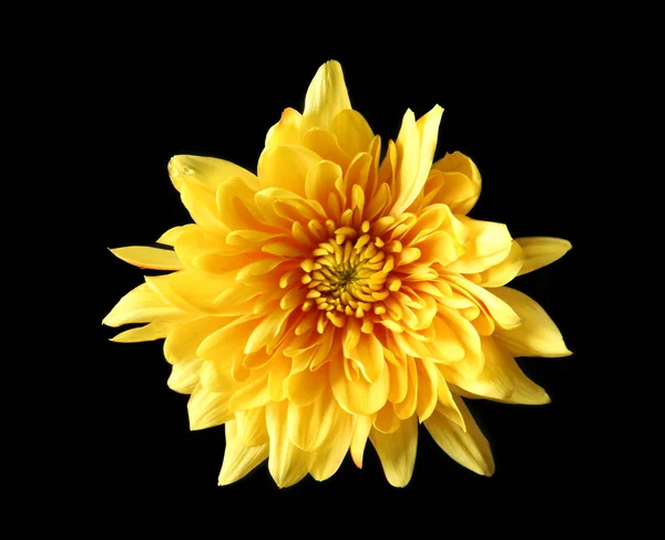 Желтая ромашка цветок Лицензионные Стоковые Изображения