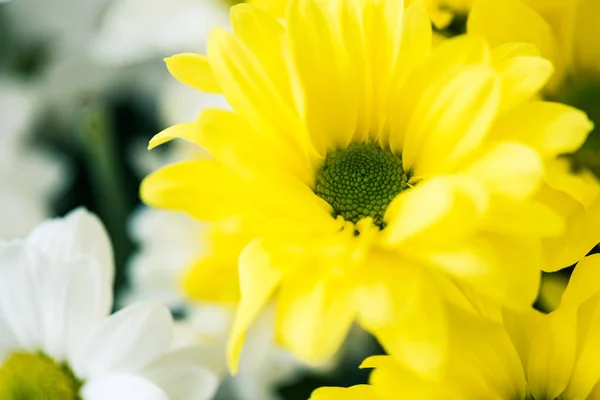 Увеличенном Красивая Цветущая Белыми Желтыми Цветами — стоковое фото