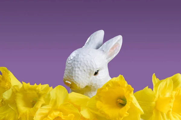 Пасхальный Кролик Желтых Нарциссов Изолированные Фиолетовый — стоковое фото