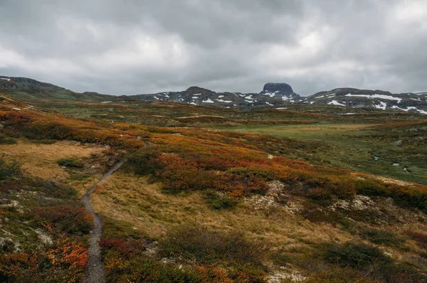 Вид Поля Оранжевый Зеленый Растения Скалистых Холмов Фоне Норвегия Национальный — стоковое фото