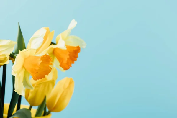 Крупным Планом Зрения Красивые Тюльпаны Нарциссы Изолированные Синий — стоковое фото
