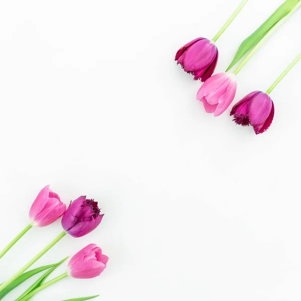 Розовый и фиолетовый тюльпан цветы — стоковое фото