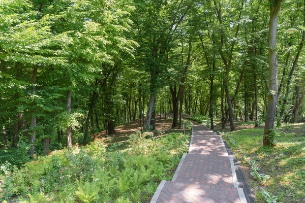 Scenic View Trees Park Asphalt Path — стоковое фото