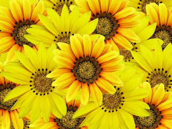 Букет из желтых цветов — стоковое фото