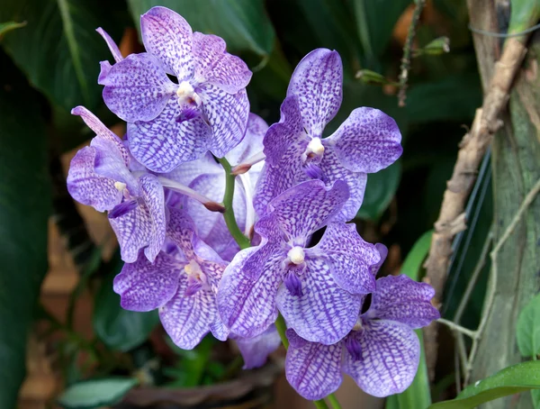 Цветы голубые орхидеи — стоковое фото