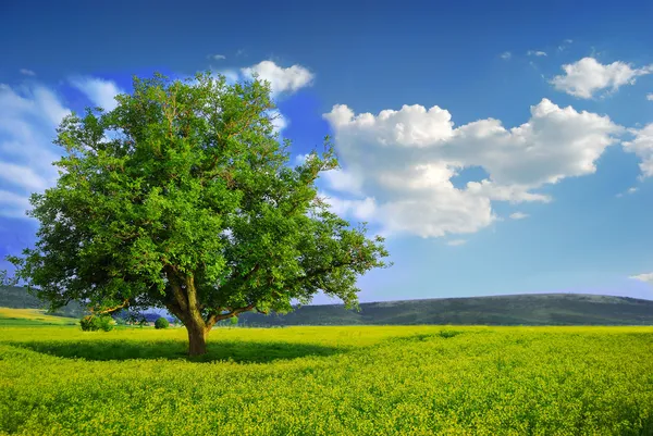 Одинокое дерево в желтой области — стоковое фото