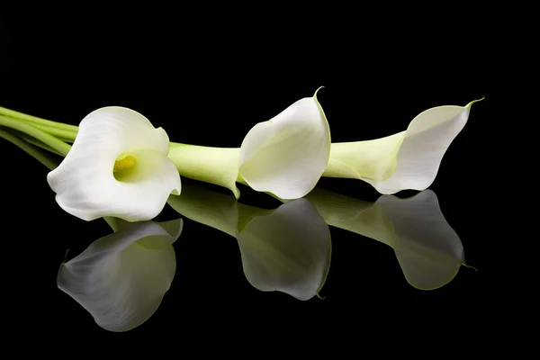 Красивые белые лилии Calla Стоковое Изображение