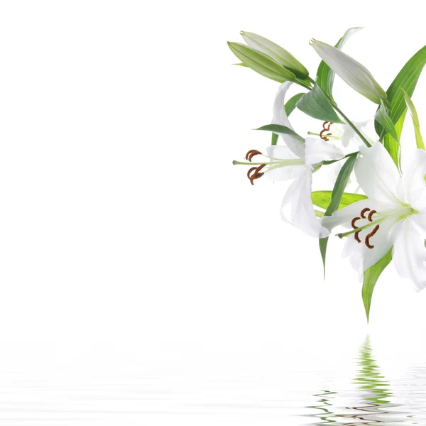 Белый lilia цветок - фон дизайна спа — стоковое фото