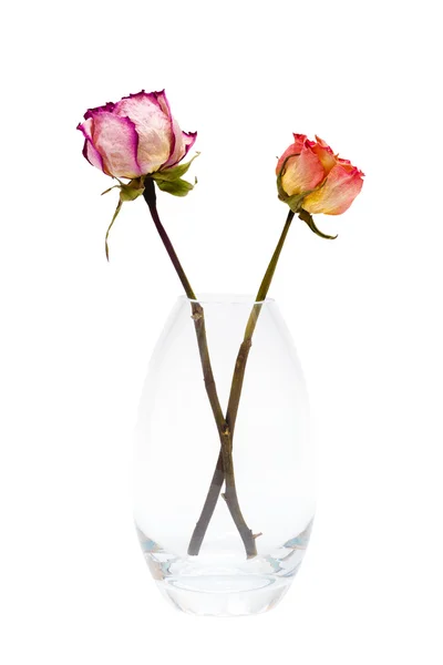 Два сухих роз — стоковое фото