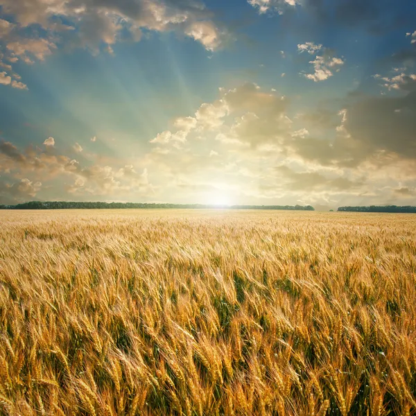Область пшеницы на закате — стоковое фото