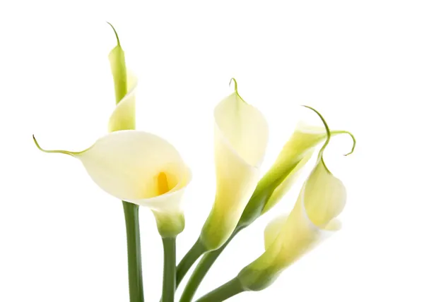 Пять Калла лилии, изолированные на белом фоне Стоковое Изображение
