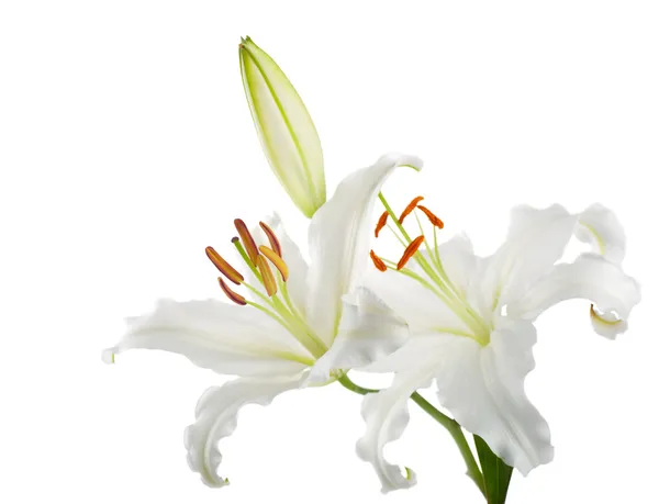 Цветы белые лилии — стоковое фото